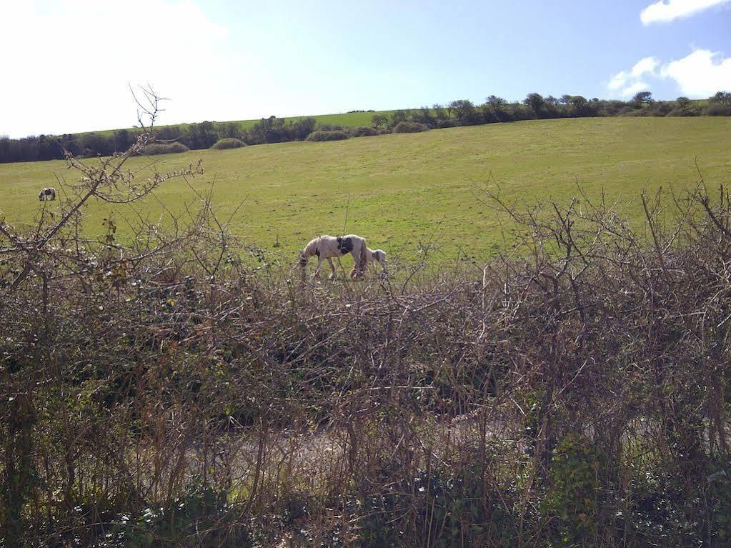 Freshwater Bay Holiday Cottages Pembroke Bagian luar foto